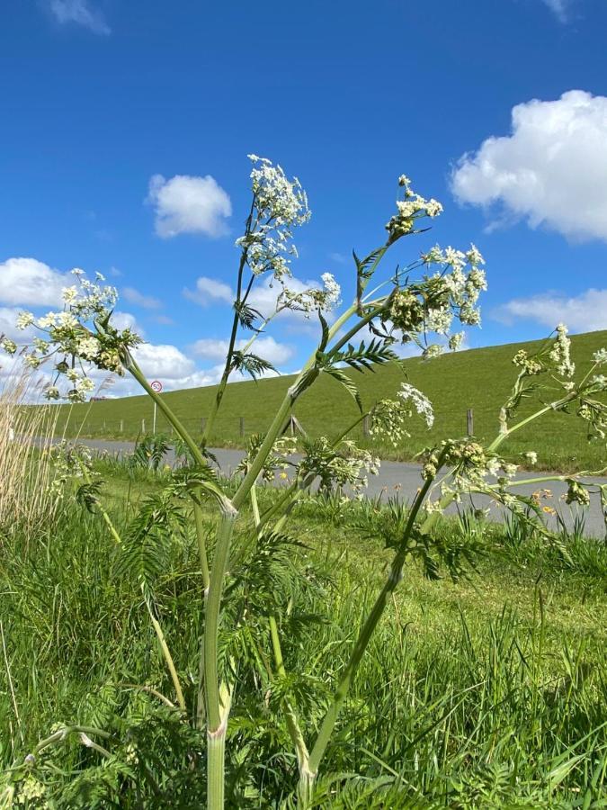 Gut Gross Fedderwarden, Ferienwohnung Mettje 布特亚丁根 外观 照片